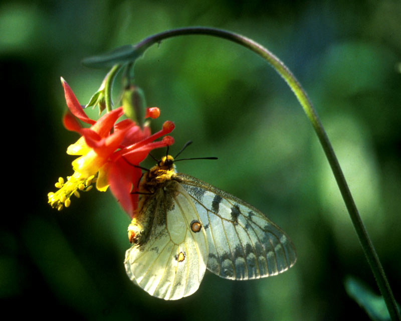 butterfly5