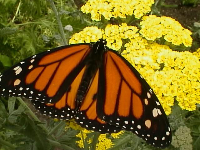 butterfly6