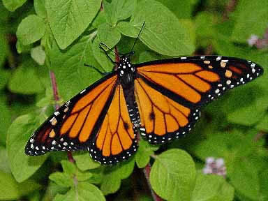 Butter Fly