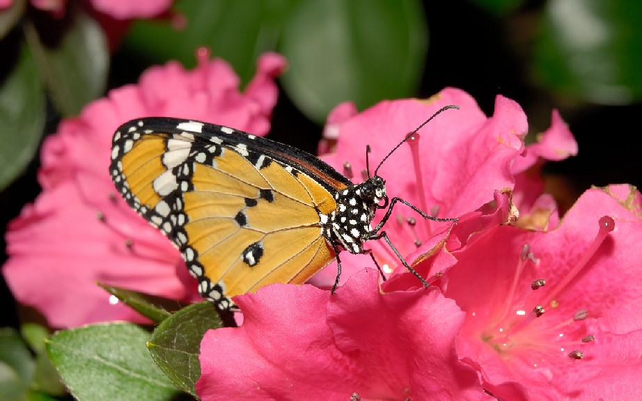 Pinky Butter Fly