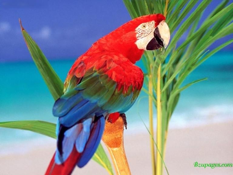 Colorful Parrot