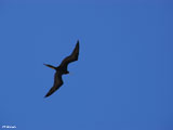 frigatebird 160 517966