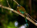 motmot 160 960051