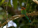 rufous motmot 160 555554