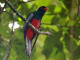 trogon 160 75715