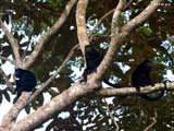 howler monkeys 160 200633