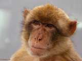 monkeys gibraltar 160x120 600146