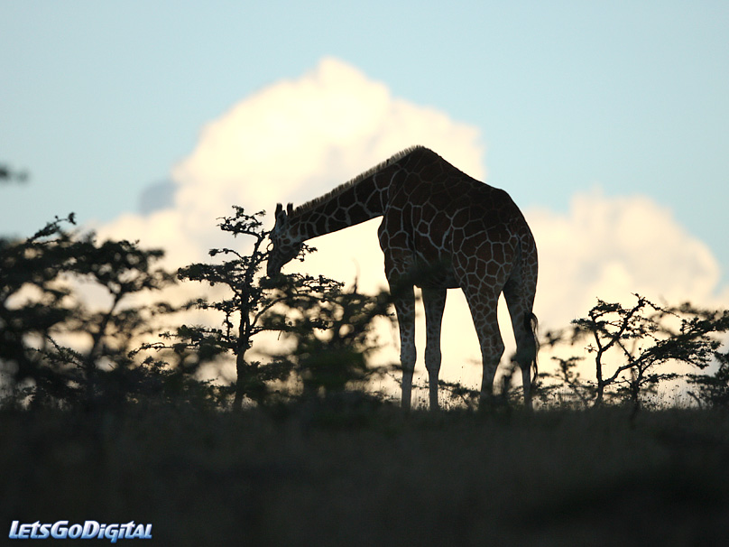 kenya safari photo 10