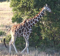 safari picture 1
