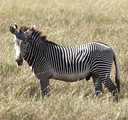 safari picture 7