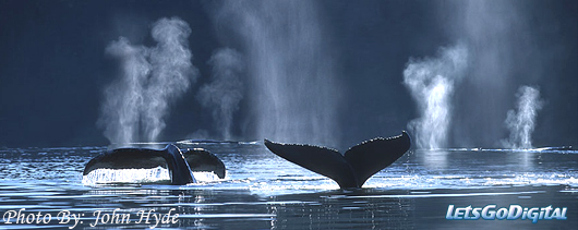 wildlife photographer