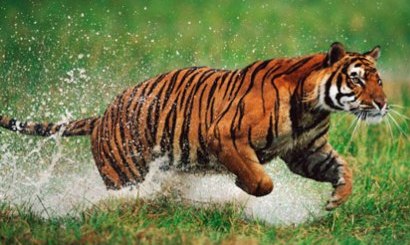 wildlife photography1