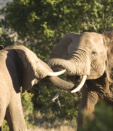 wild life photography