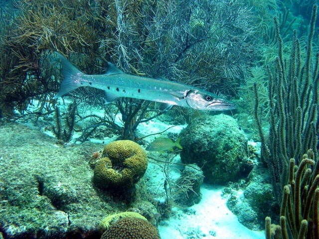 Baracuda sized