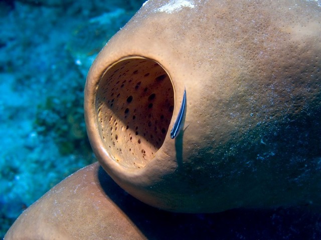Neon Goby on Sponge 3 sized