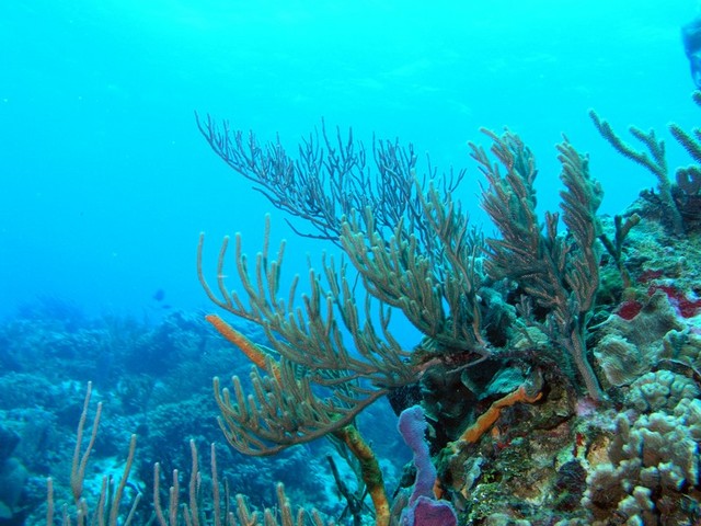 Reefscape 2 sized