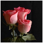 user3 pic56 1225659195