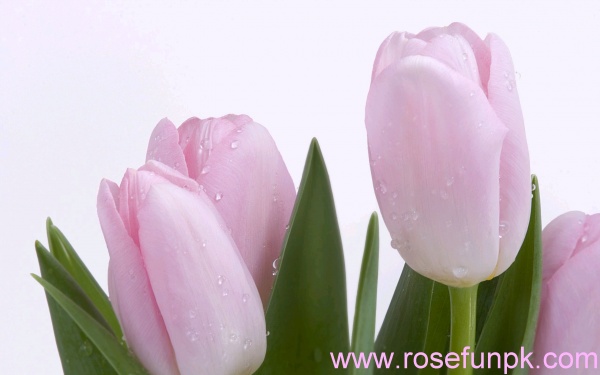 Pink Fresh Tulips 1