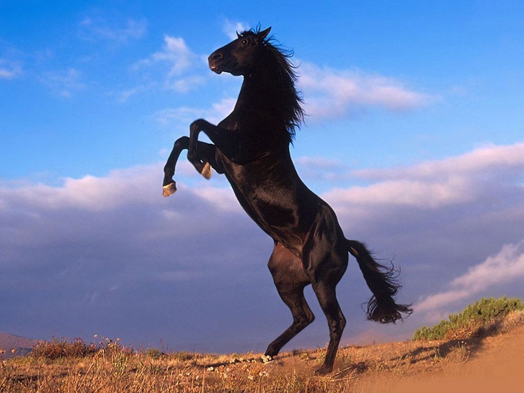 black stallion