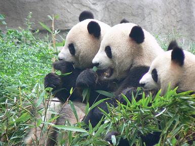 pandas