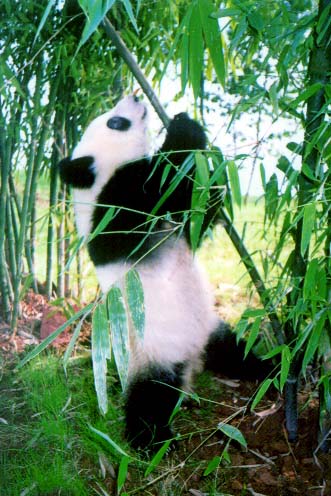 giant panda