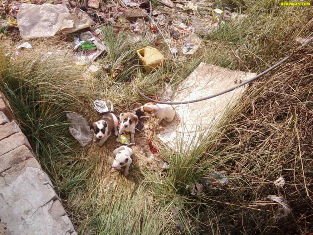 Killo byte, gega byte, mega byte, tera byte..Behind  Muzafar garh Petrol pump