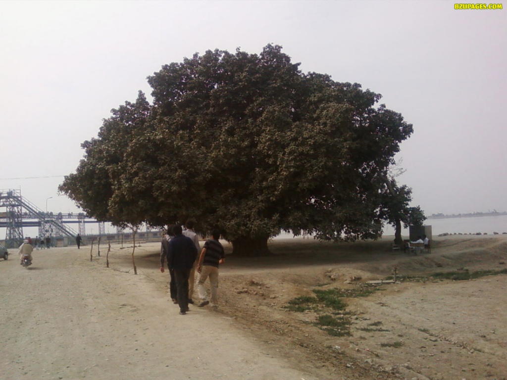 Big Tree on  Taunsa barrage