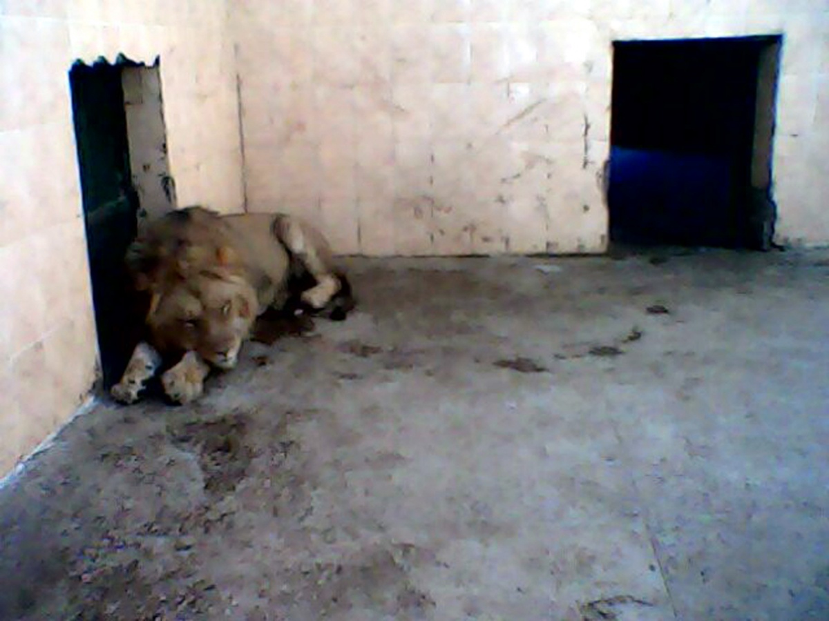 Lion was Sleeping in his Cage