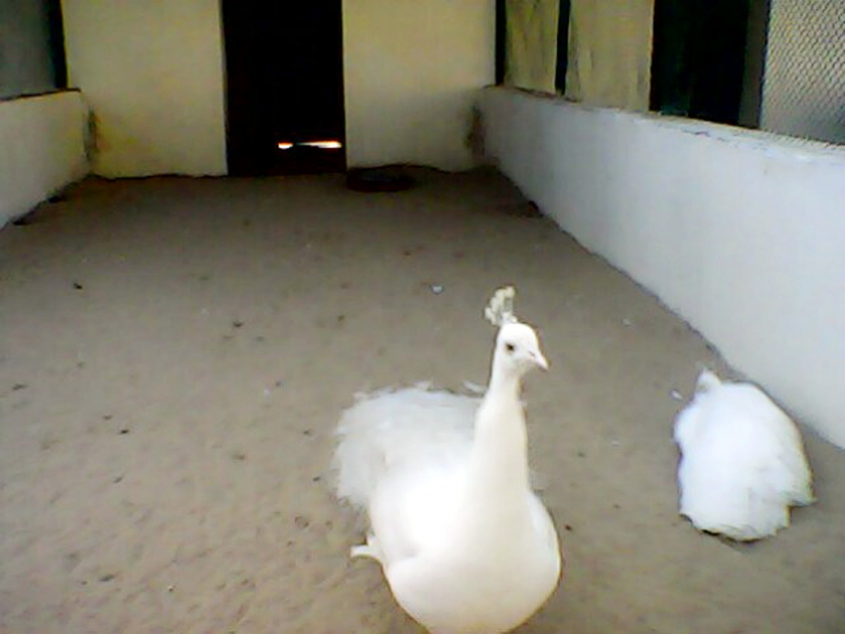 White Pee Cock in Bahawalpur Zoo