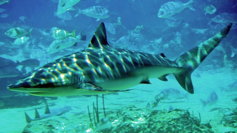 fish