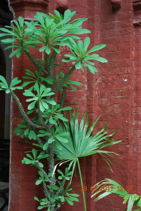 PUCIT 45
