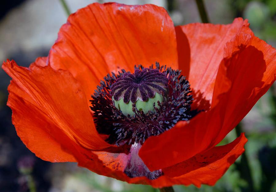 The beautiful nature (49)