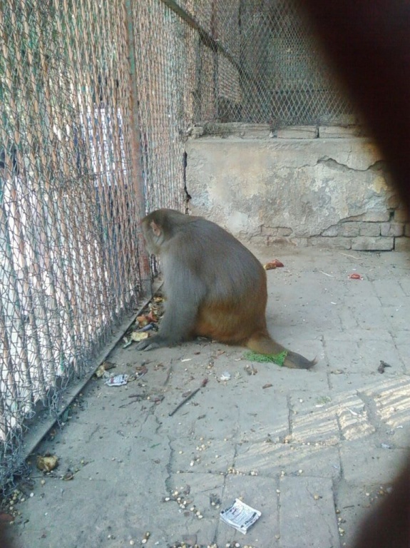 Monkey in the cage at Lal Suhanra Park Bahwalpur Pakistan
