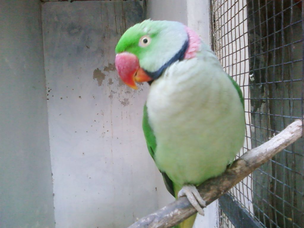 Miyan Mithho, Parrot