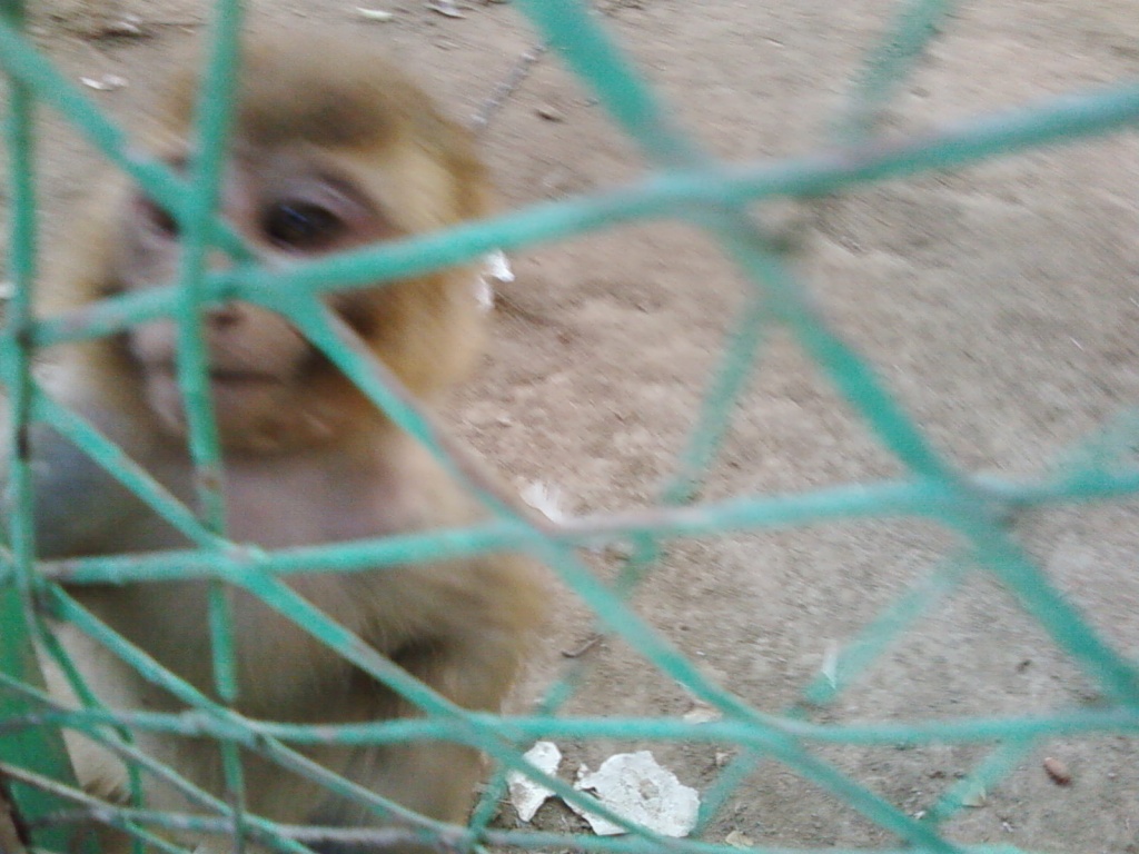 Monkey... in Bio Park BZU