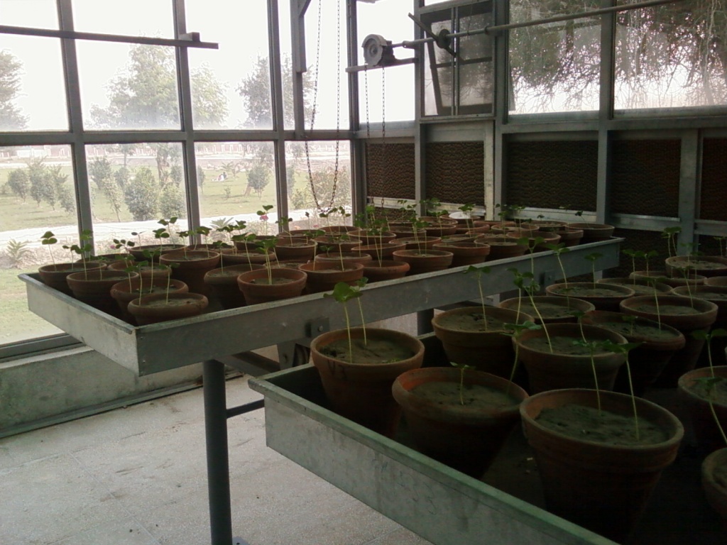 Green house kay Galmas