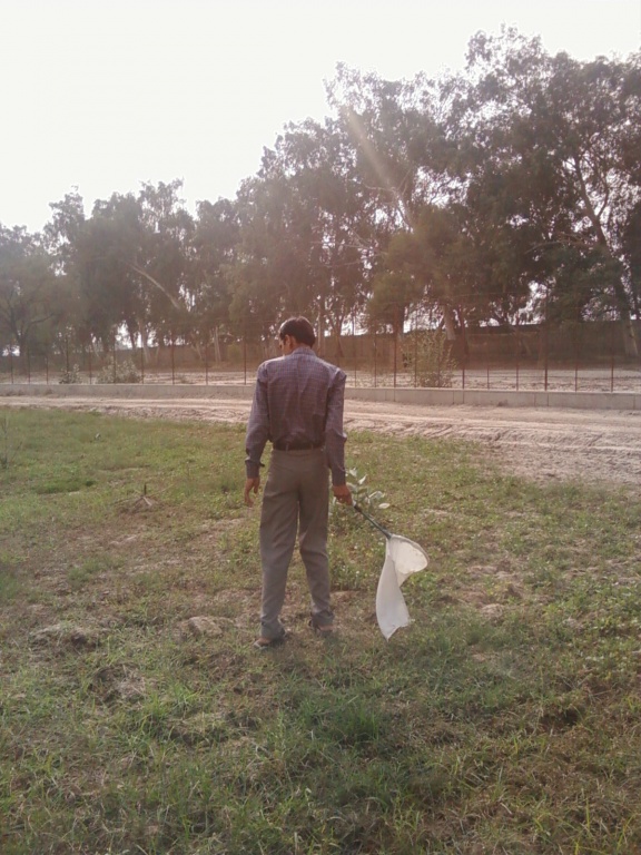 Insects pakraty hoi ay....