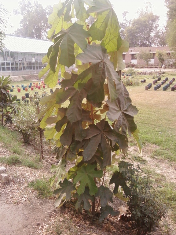 Tree Looking nice na...