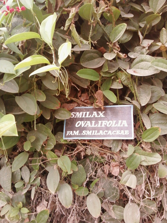 Smilax Ovalifolia, Family Samilacaceae
