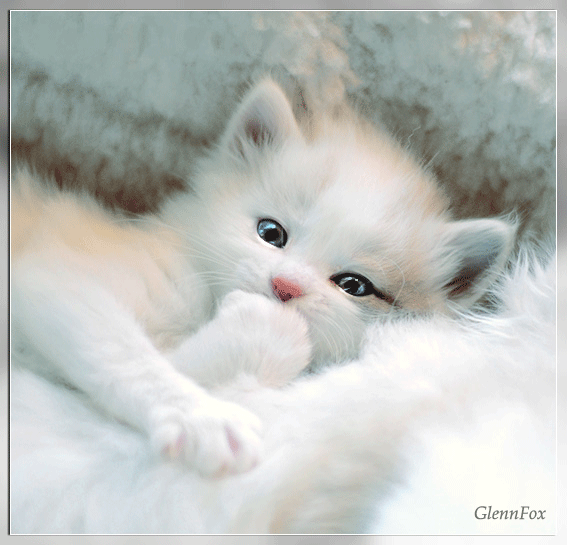 Cat in white