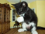 Cute and funny Cats