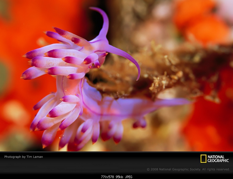 purple nudibranch laman 972679 sw