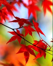 Red Leaf