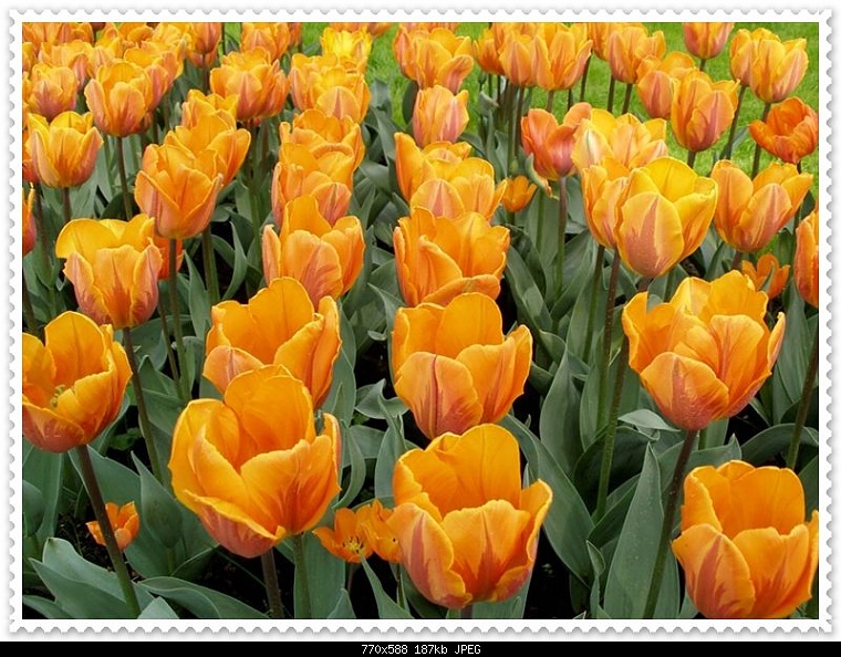 Tulips%20Pictures%20%286%29