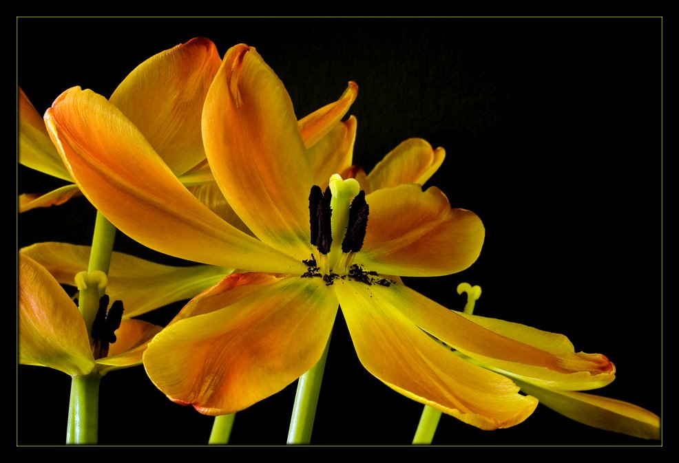 a1533dfe5f0279493121260