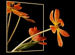 ***Beautiful Flowers***