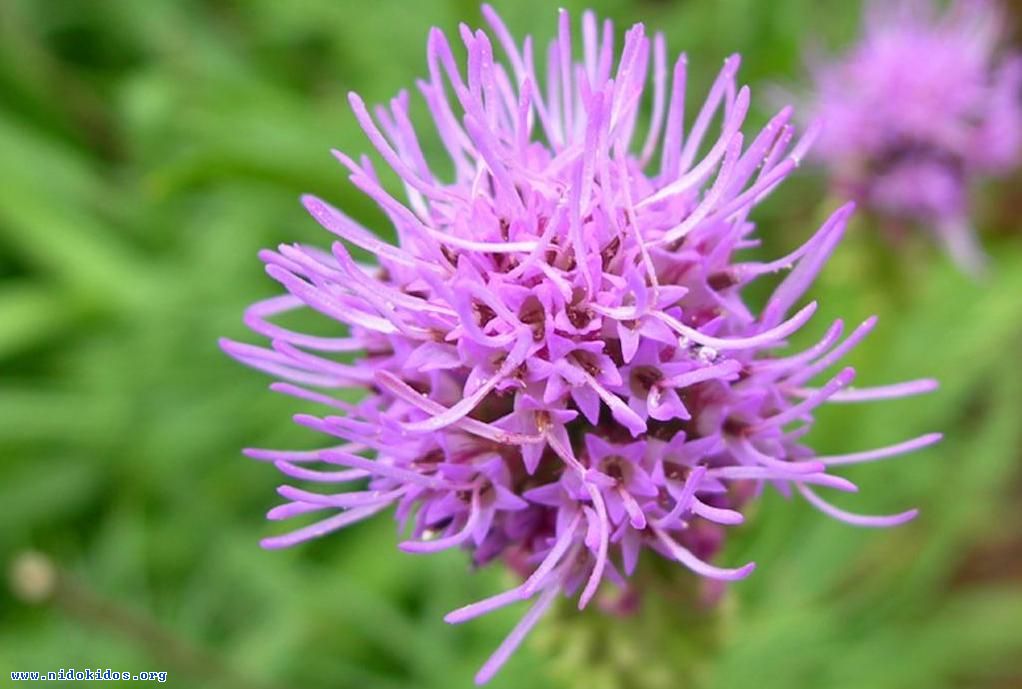 67356 395824823VONtAg fs 1