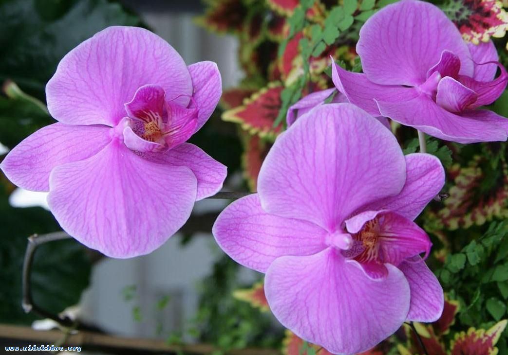 67356 400131105TRPPlh fs 1