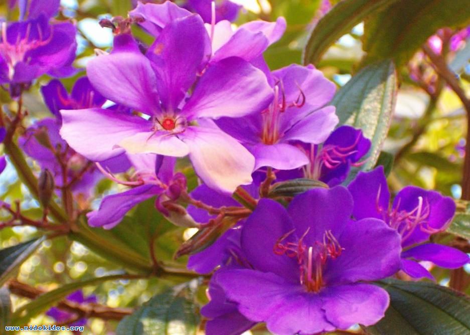 67356 20050928101221Purple flowers 2 1