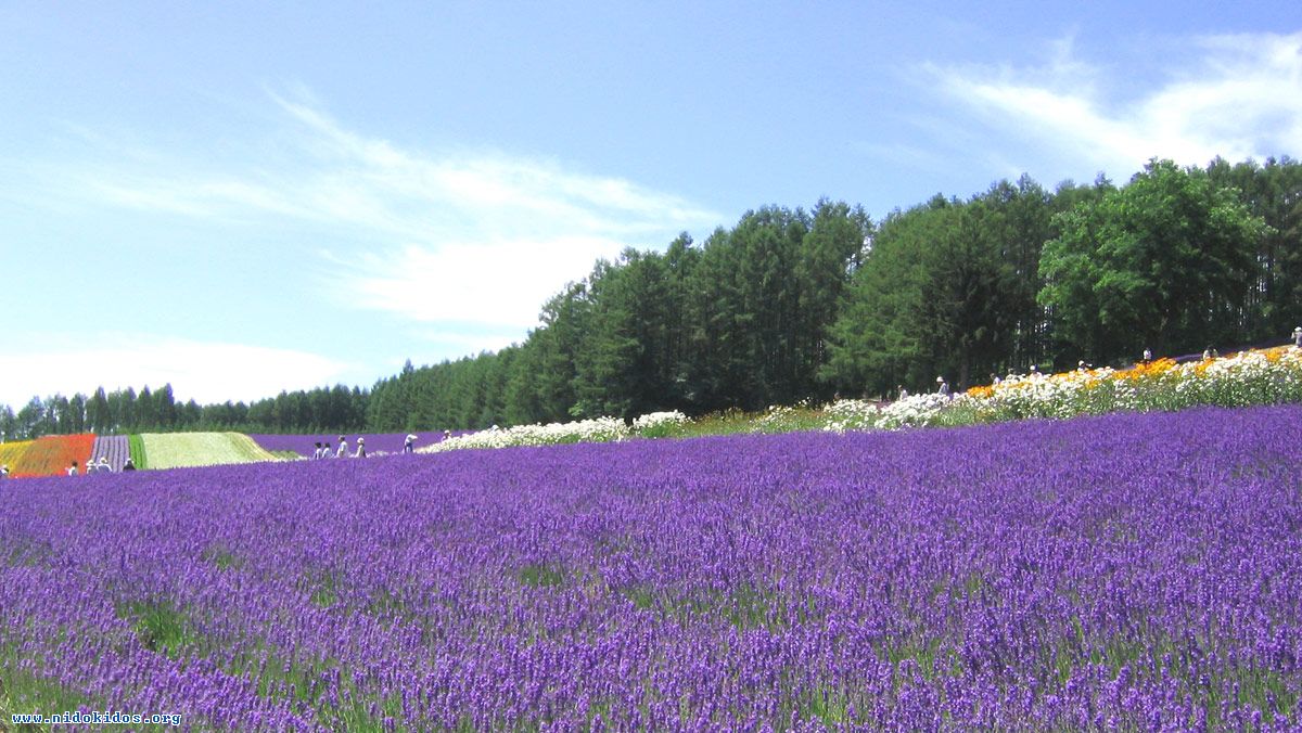67356 Lavender FarmTomita 1